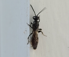 Aculeata