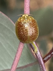Paropsisterna decolorata