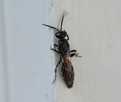 Aculeata
