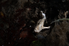 Antennarius pauciradiatus