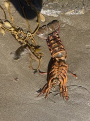 Panulirus interruptus