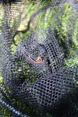 Xanthocnemis zealandica