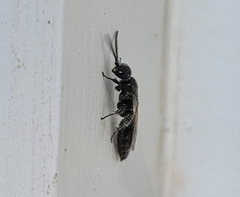 Aculeata