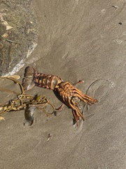 Panulirus interruptus