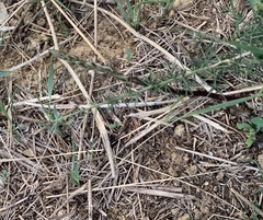 Asparagus acutifolius