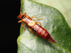 Forficulinae