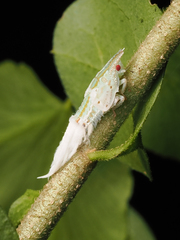 Salurnis marginella
