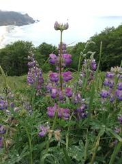 Lupinus rivularis