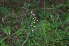 Centaurium erythraea