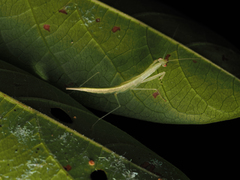 Sinomantis denticulata