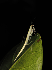 Sinomantis denticulata