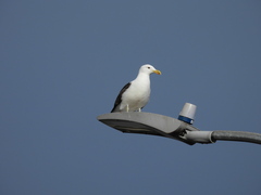 Larus dominicanus dominicanus