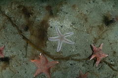 Astropecten armatus