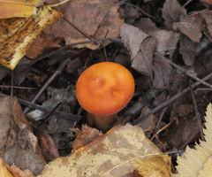 Lactarius aurantiacus