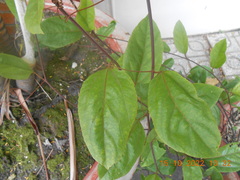 Passiflora edulis