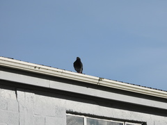 Columba livia domestica