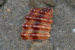 Acanthocardia echinata