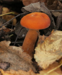 Lactarius aurantiacus