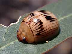 Paropsisterna variabilis