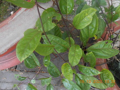 Passiflora edulis
