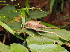 Mecopoda elongata