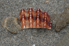 Acanthocardia echinata