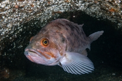 Sebastes auriculatus