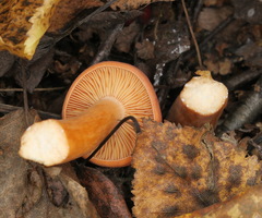 Lactarius aurantiacus