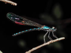 Heliocypha perforata