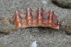 Acanthocardia echinata