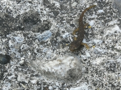 Salamandrina perspicillata