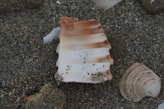 Acanthocardia echinata