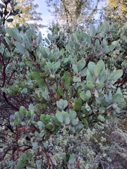 Arctostaphylos silvicola