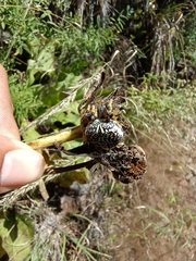 Neoscona orizabensis