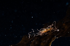 Vallentinia adherens