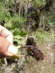 Neoscona orizabensis