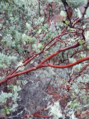 Arctostaphylos silvicola