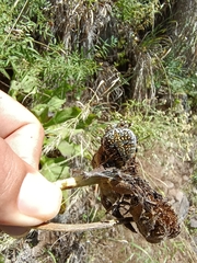 Neoscona orizabensis