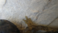 Salamandrina perspicillata