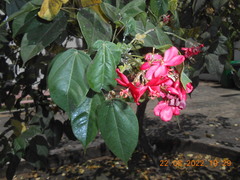 Jatropha integerrima