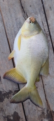 Piaractus mesopotamicus