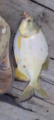 Piaractus mesopotamicus