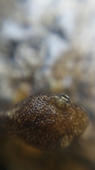 Salamandrina perspicillata