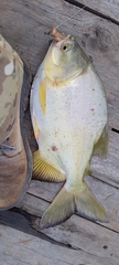 Piaractus mesopotamicus