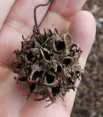 Liquidambar styraciflua