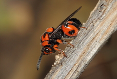 Chalcididae