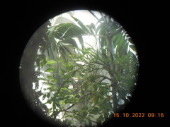 Pinanga