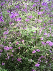 Prostanthera