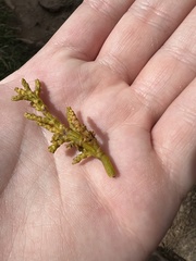 Arceuthobium campylopodum