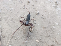 Mastigoproctus vandevenderi